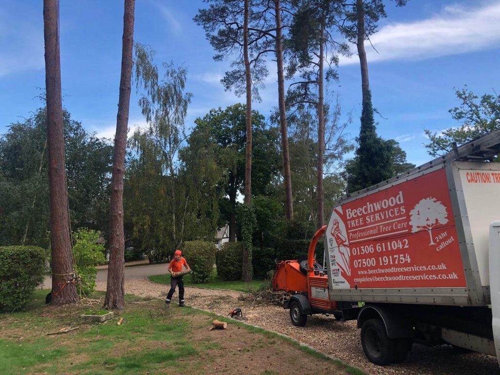 Know The Responsibility Of A Tree Surgeon Before Hiring One