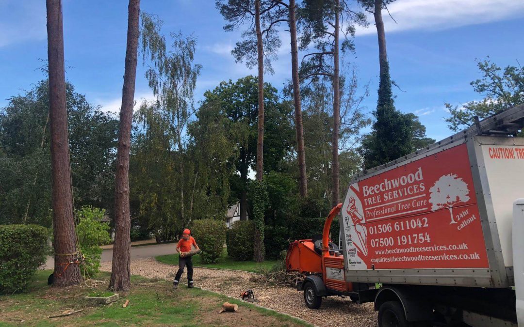 Know The Responsibility Of A Tree Surgeon Before Hiring One