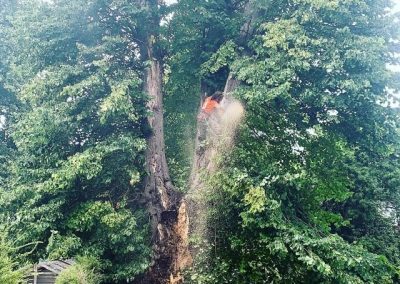 Tree Limbs Removal