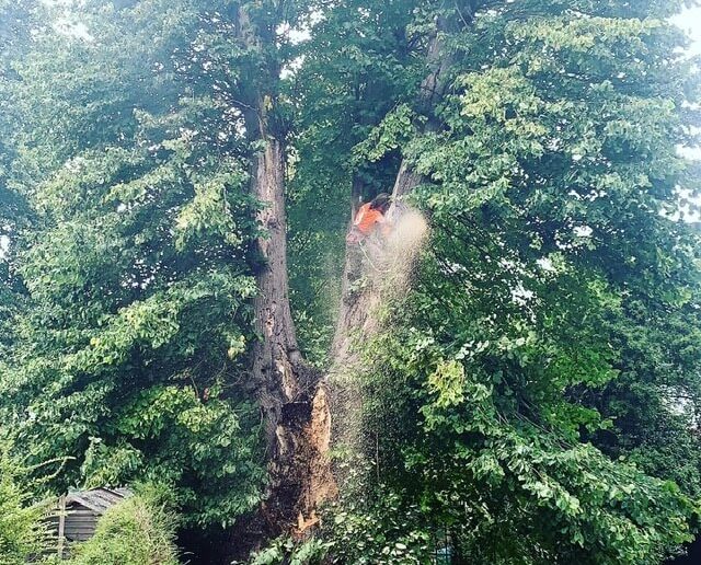 Is It Necessary to Use a Tree Surgeon for Tree Limbs Removal?