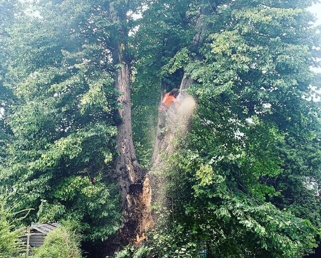 Tree Limbs Removal