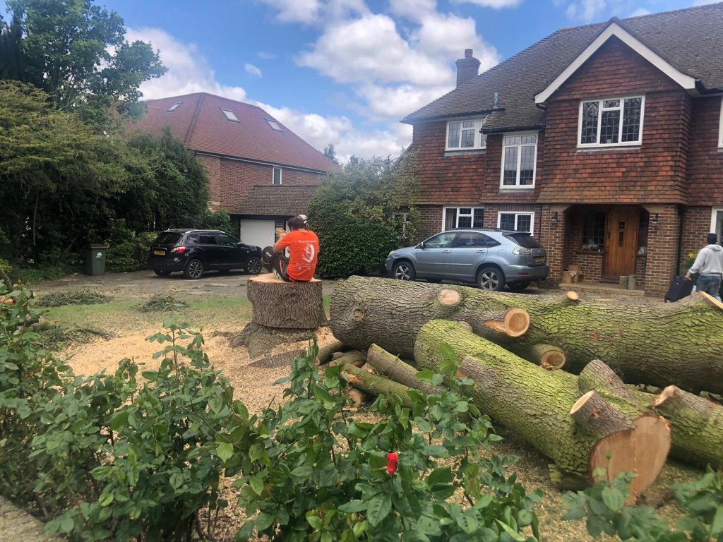 Know The Differences Between A Landscaper, Arborist And Tree Surgeon