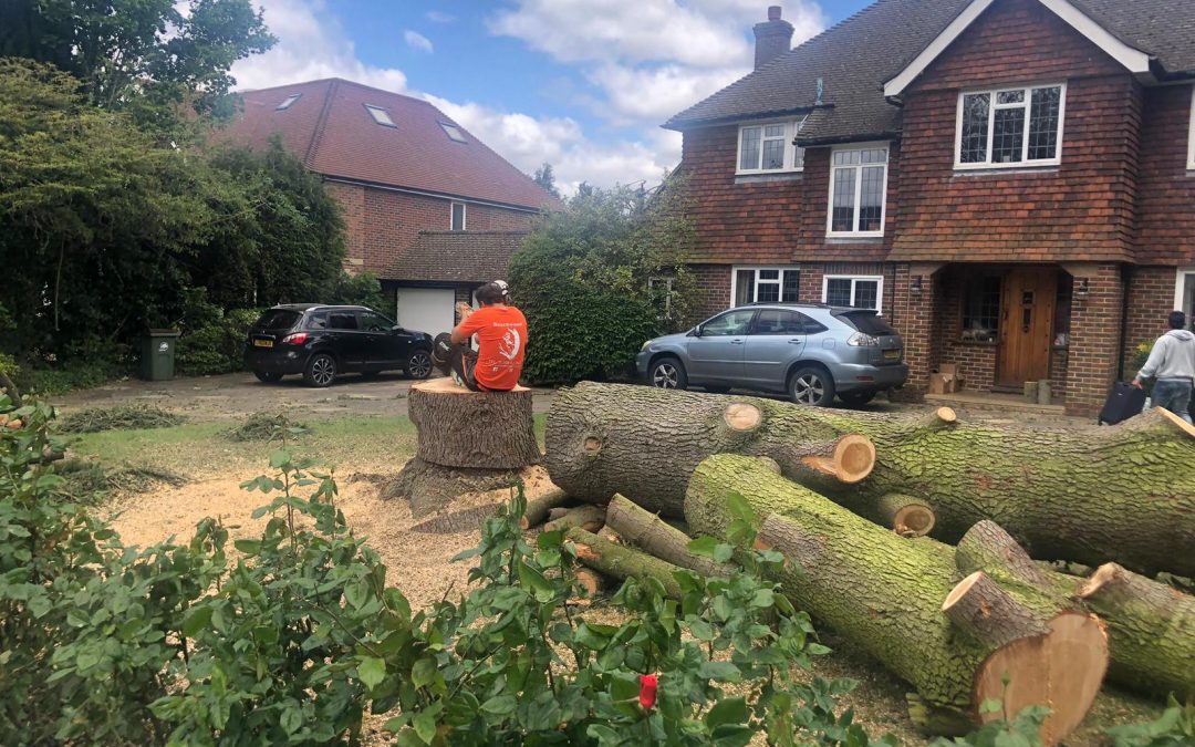 Tree Surgeon Cobham