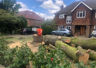 Tree Surgeon Cobham