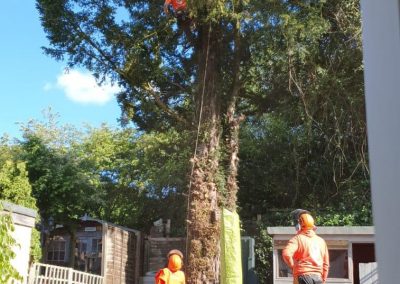 professional tree service