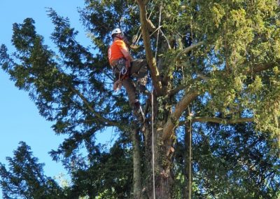 Tree Surgeon