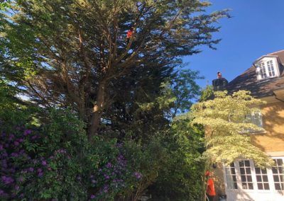 Professional Tree Surgeon