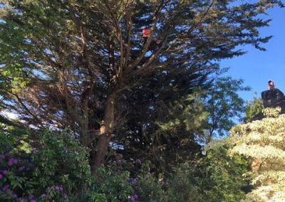 tree cutting services