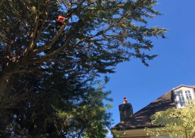 professional tree care