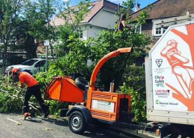 Beechwood Tree services