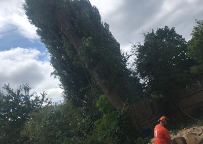 Tree Removal