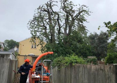 Tree Removal