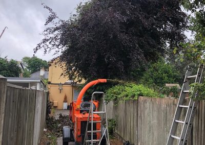 Tree Removal