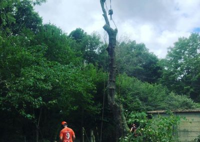 Tree Surgeon