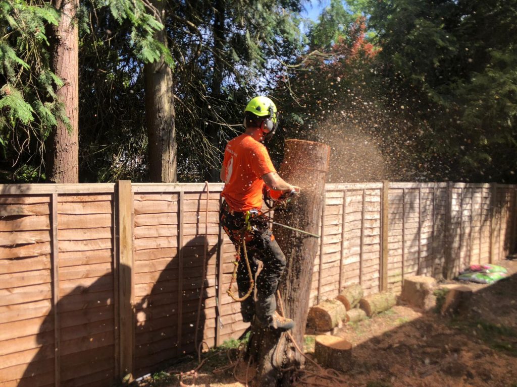 How Tree Surgeons Choose The Best Season For Tree Pruning