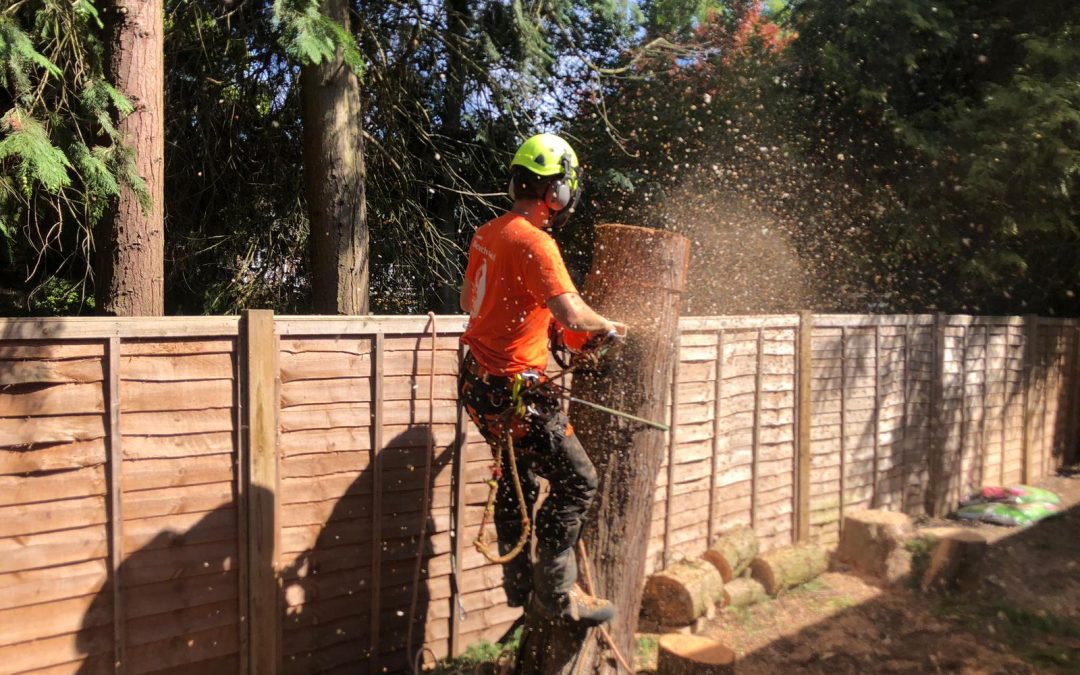 Tree Cutting Services