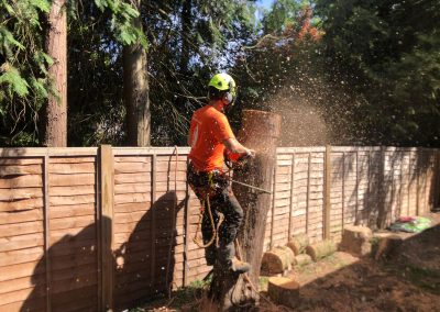 Tree Cutting Services