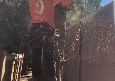 Tree Surgeon