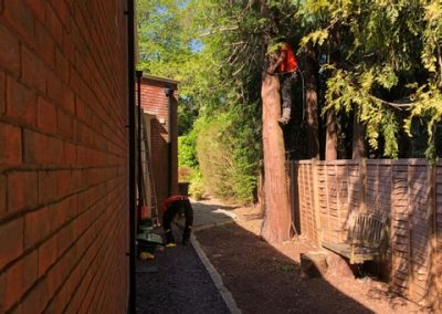 Tree Surgeon