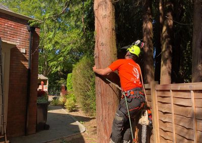 Tree Surgeon