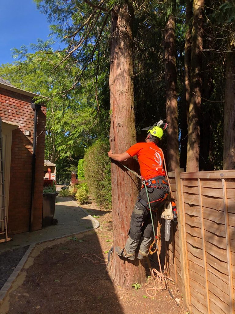 Tree Surgeon