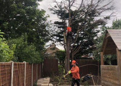 Beechwood Tree Services