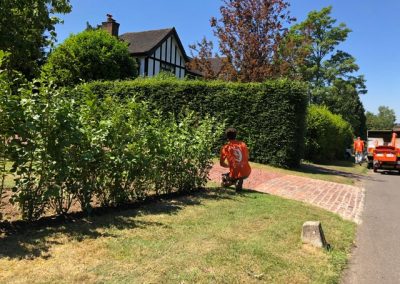 Tree Surgeon