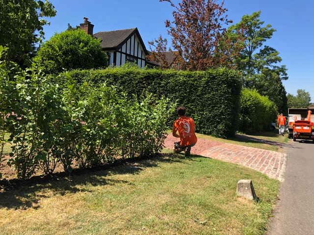 Tree Surgeon