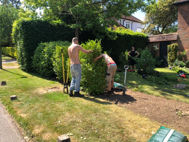 Tree Surgery