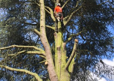 Tree Cutting