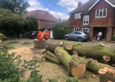 Tree Cutting