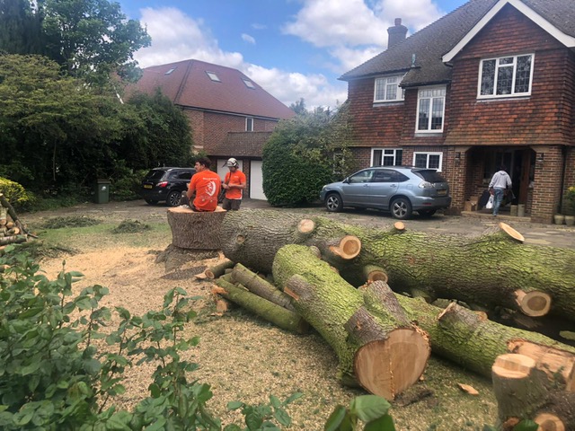 Tree Cutting