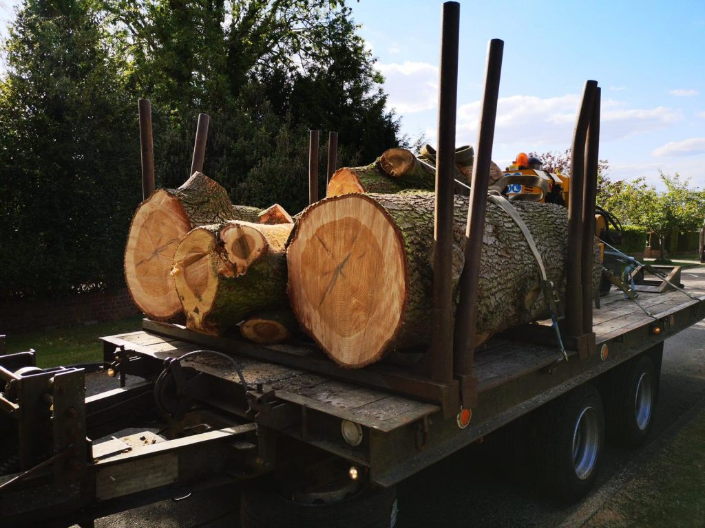 Safety Techniques Tree Surgeons In Cobham Follow