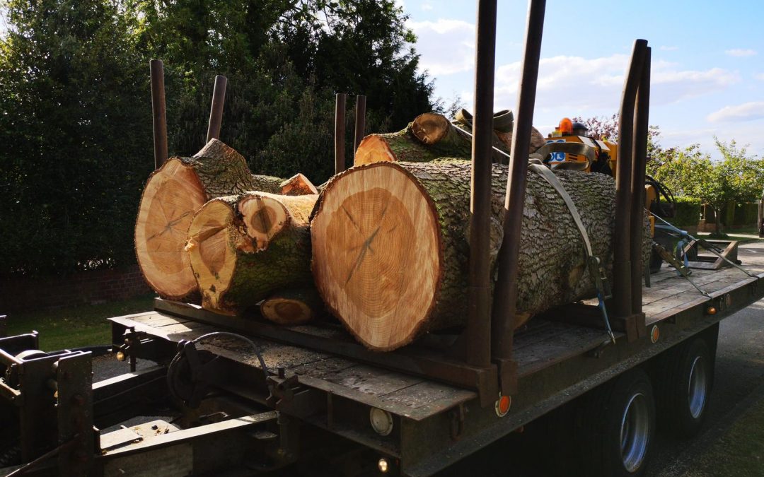 Few Safety Techniques Tree Surgeons In Cobham Follow