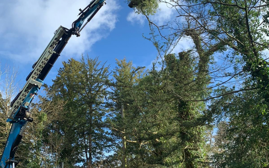 3 Services For Which You Should Hire A Tree Surgeon In Surrey