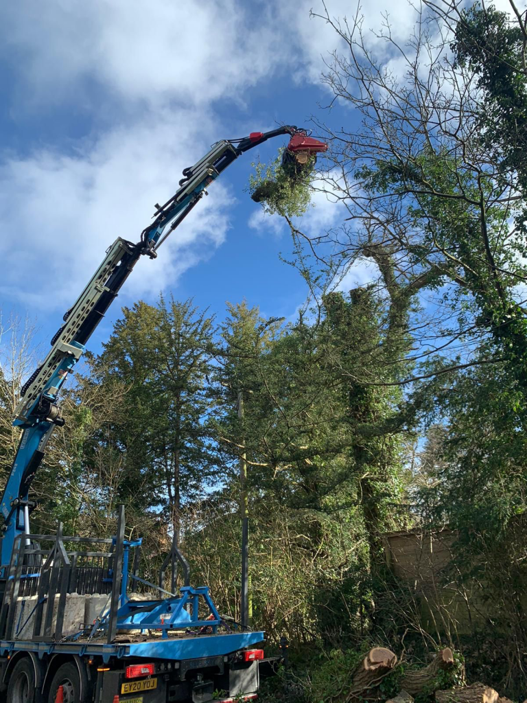 3 Services For Which You Should Hire A Tree Surgeon In Surrey