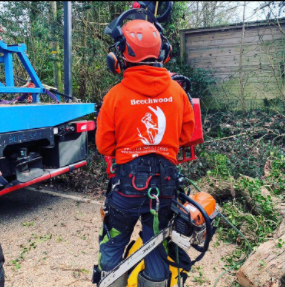 Professional Tree Surgeon