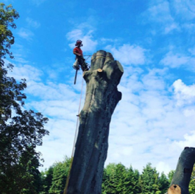 tree surgeon