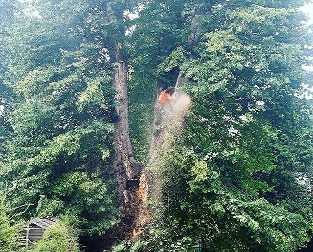 Why Should You Hire a Tree Surgeon to Clean Your Garden after Storm