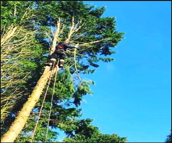 Top 4 Mistakes of Tree Trimming that Tree Surgeons Should Avoid