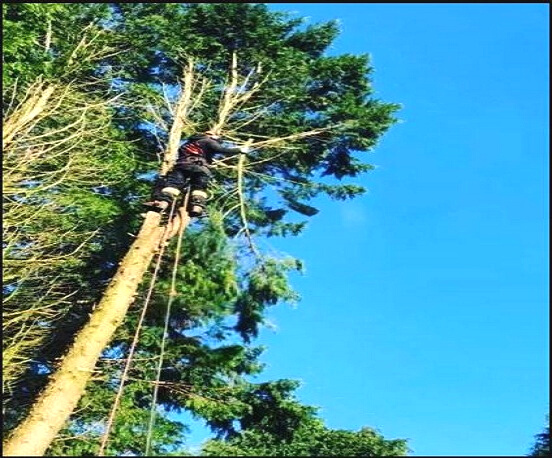 tree cutting services