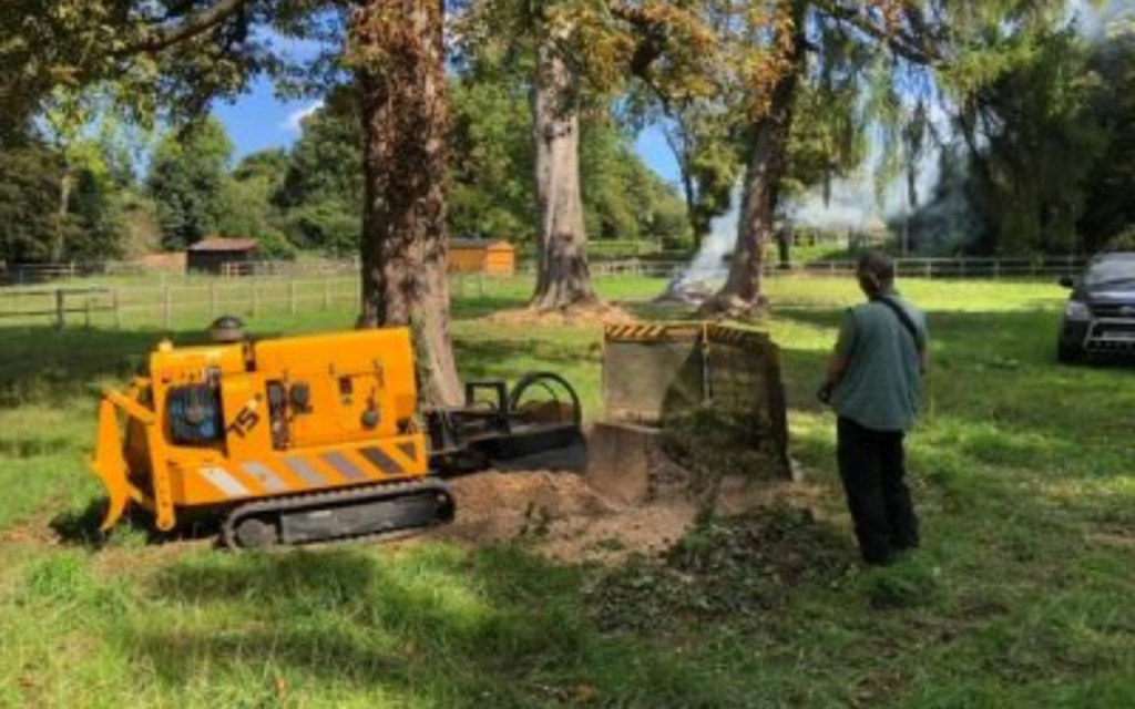 Four Ways a Professional Tree Surgeon Can Increase Your Property Value