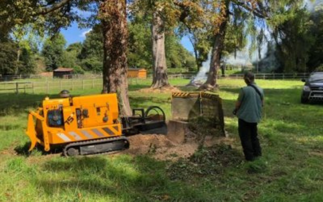 experienced tree surgeon