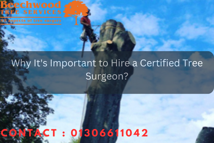 Why It’s Important to Hire a Certified Tree Surgeon?