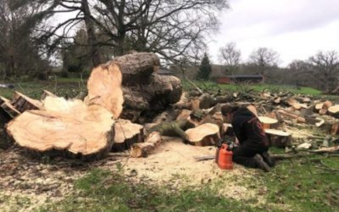 Professional Tree Surgeon