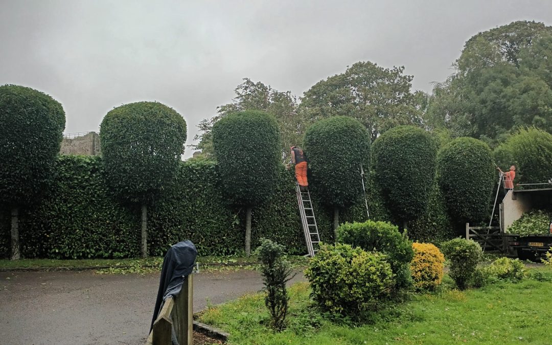 Battling Tree Diseases