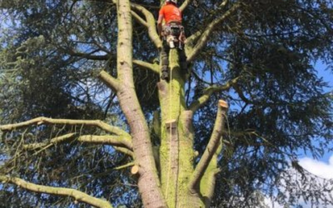 A Study On Tree Surgeons And Arborists