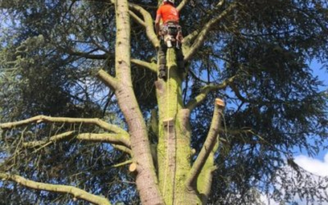 tree surgeon