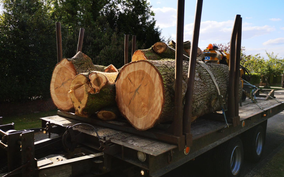 The Time When the Tree Requires Surgery From a Tree Surgeon