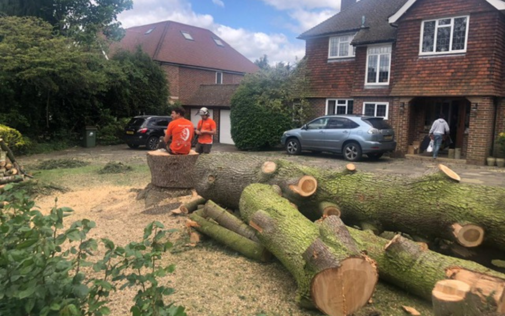 Different Tree Pruning Techniques That Makes Trees Healthy